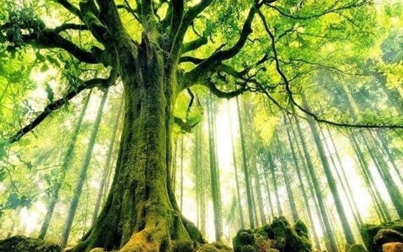 Mệnh Đại Lâm Mộc giúp tuổi Kỷ Tỵ 1989 thêm vững vàng khi khai trương trong năm 2026